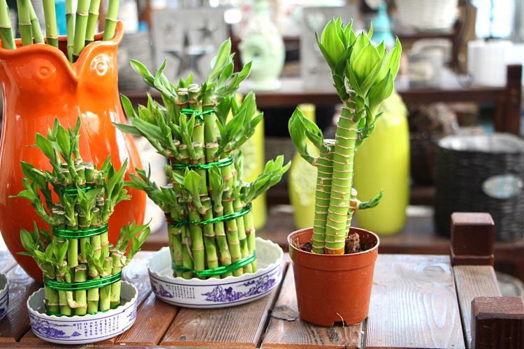 辦公室前臺放什么植物比較好，綠植擺放有哪些(圖1)