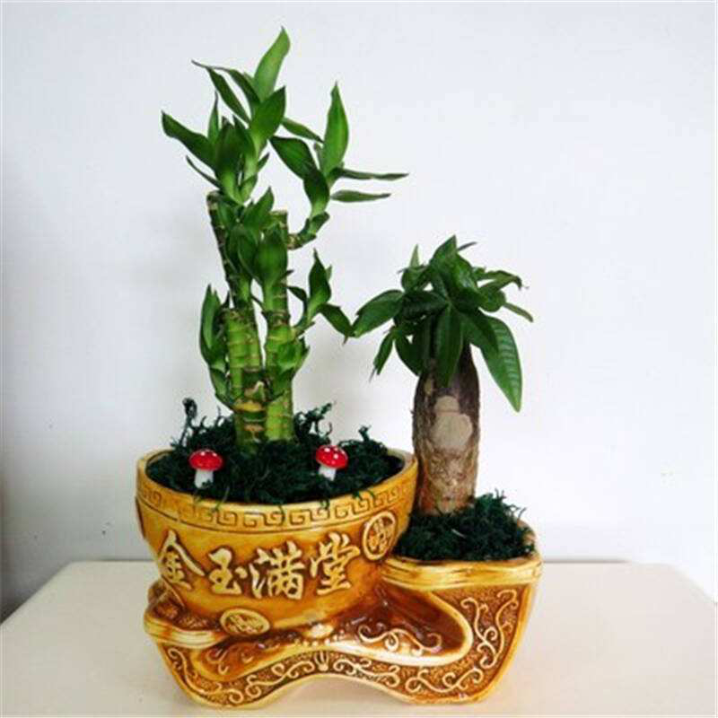 辦公室前臺放什么植物比較好，綠植擺放有哪些(圖2)